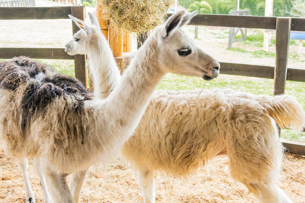 parque con animales en el eje cafetero