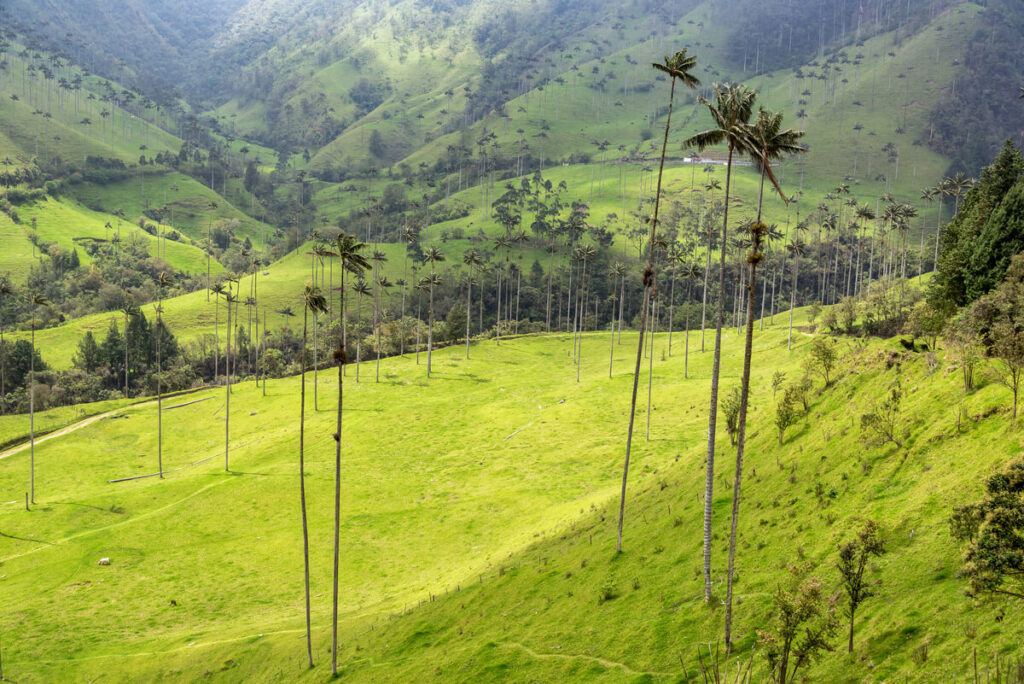viaje al valle de cocora de salento quindio